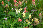 Alpine flora